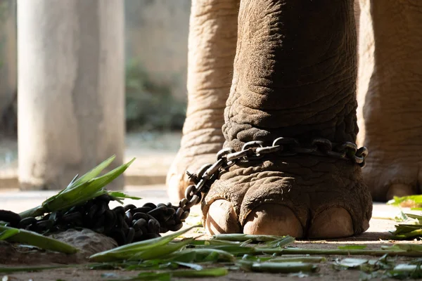 Servitù elefante — Foto Stock