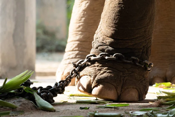 Servitù elefante — Foto Stock