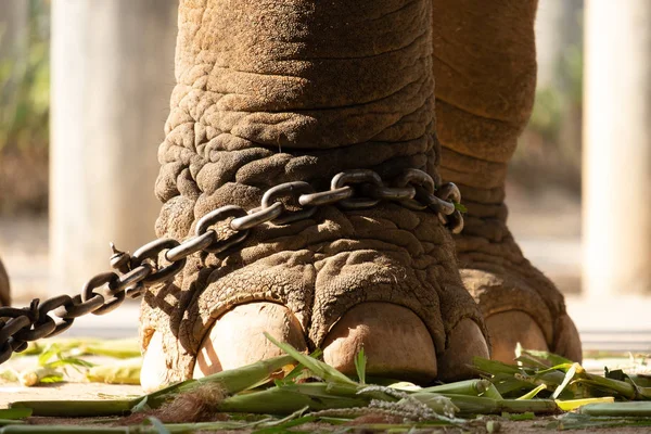 Servitù elefante — Foto Stock