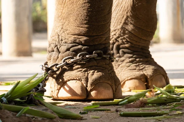 Servitù elefante — Foto Stock