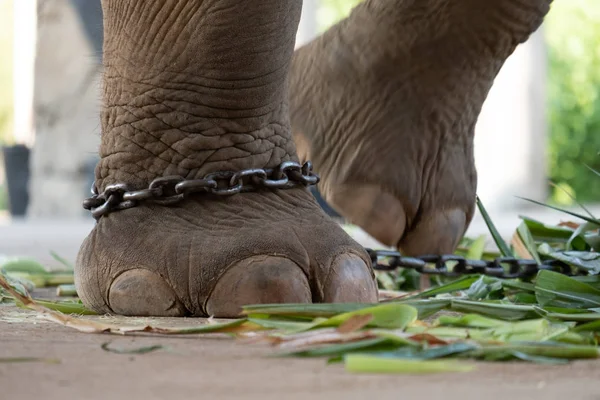 Servitù elefante — Foto Stock