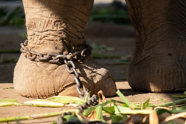 Servitù elefante — Foto Stock