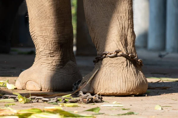 大象的奴役 — 图库照片