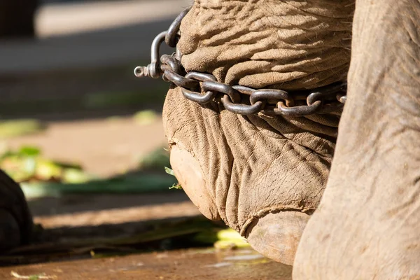 大象的奴役 — 图库照片
