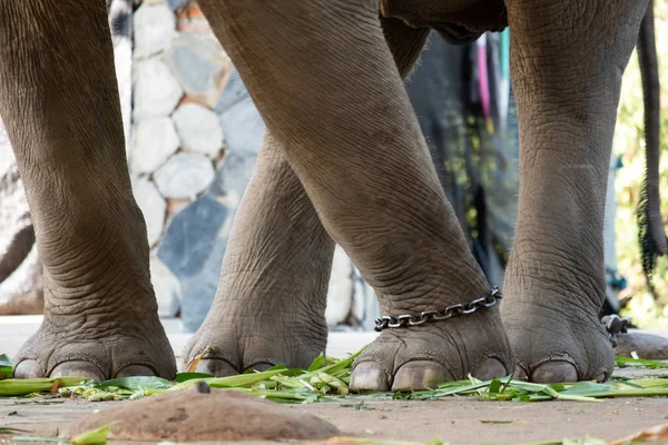 Servitù elefante — Foto Stock