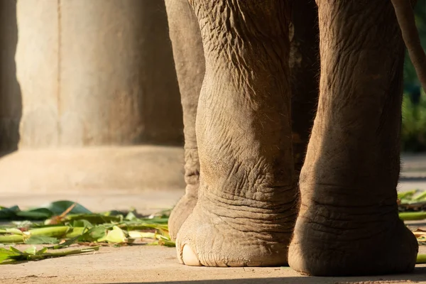 Chiodo e piede di elefante — Foto Stock