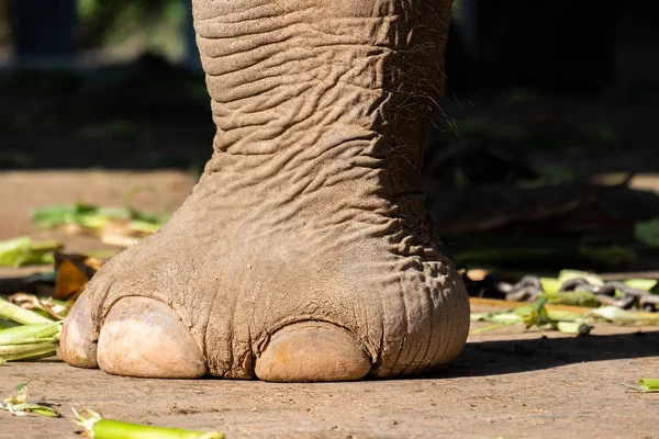 Chiodo e piede di elefante — Foto Stock