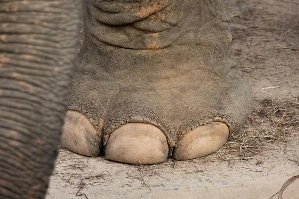 Nail and foot of elephant — Stock Photo, Image