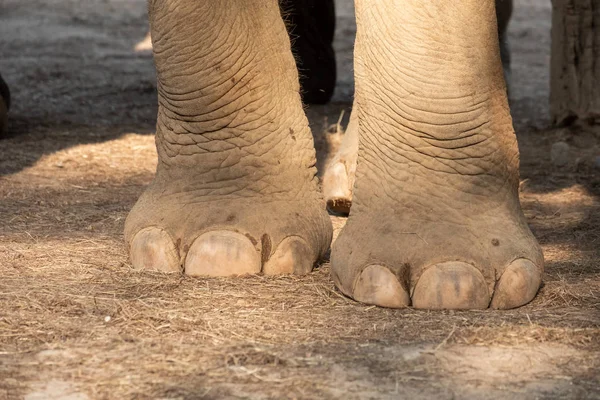 Nail and foot of elephant — Stock Photo, Image