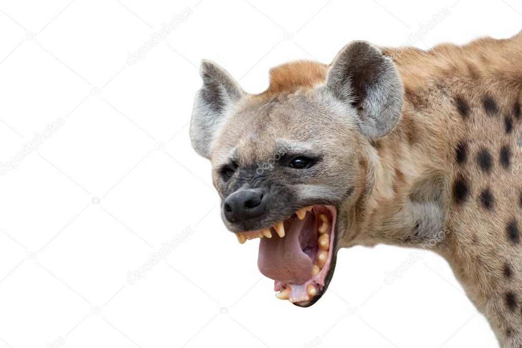 hyena