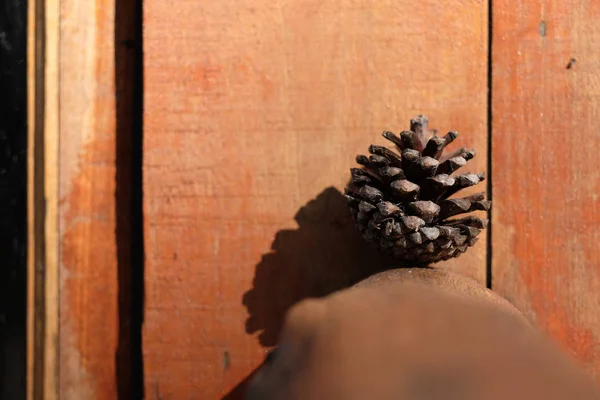 Cones de pinheiro — Fotografia de Stock