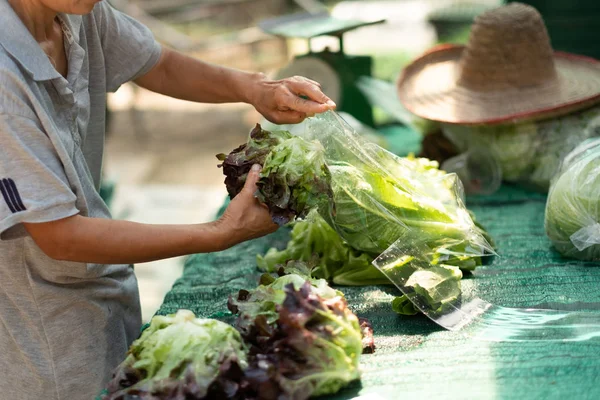 Packing organic fresh vegetables — Stock Photo, Image