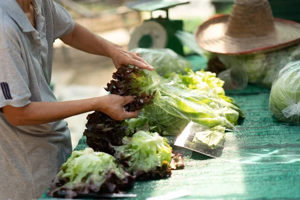 Packing organic fresh vegetables — Stock Photo, Image