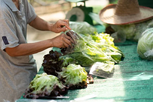 Packing organic fresh vegetables — Stock Photo, Image