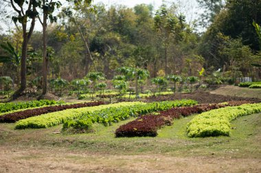 Organik sebze araziler
