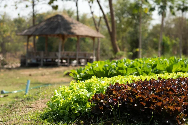 Biologische plantaardige percelen — Stockfoto