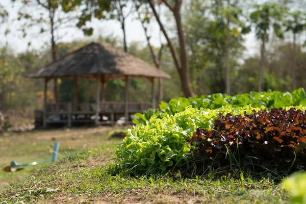 Parcelas de produtos hortícolas orgânicos — Fotografia de Stock