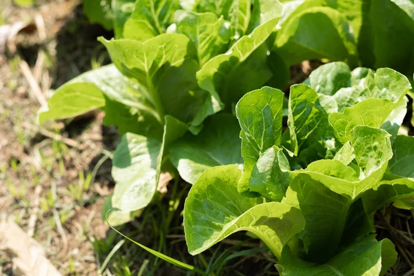 Biologische plantaardige percelen — Stockfoto