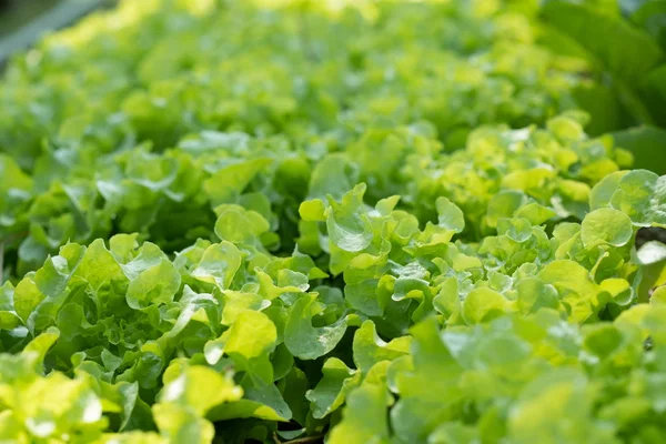 Organic vegetable plots — Stock Photo, Image