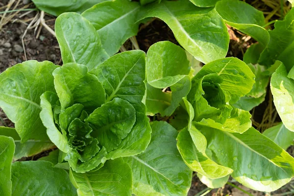 Biologische plantaardige percelen — Stockfoto