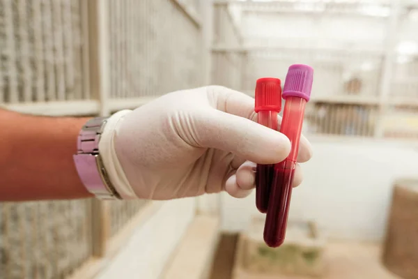 Годовой сбор образцов крови — стоковое фото