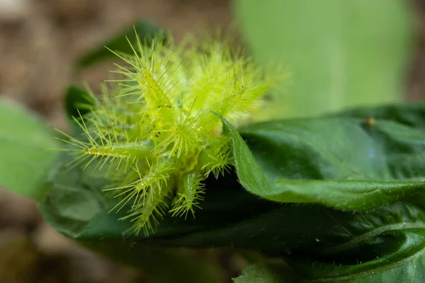 Brennnessel-Raupe — Stockfoto