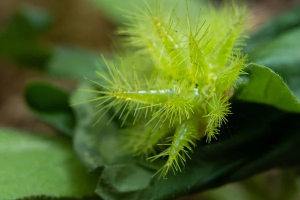 Nettle Caterpillar — Stock Photo, Image