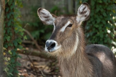 Waterbuck
