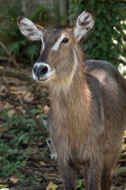 Waterbuck