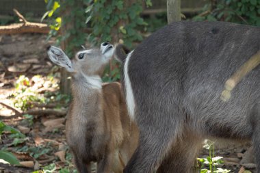 Waterbuck