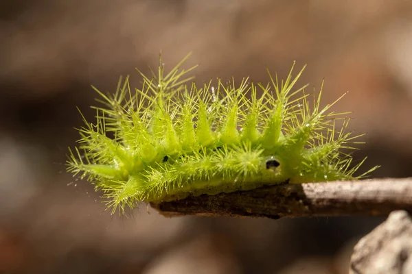 Brennnessel-Raupe — Stockfoto