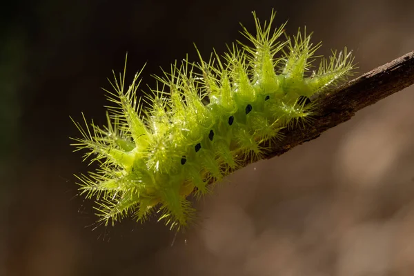 Brennnessel-Raupe — Stockfoto