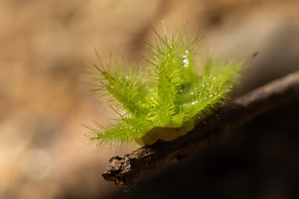 Brennnessel-Raupe — Stockfoto