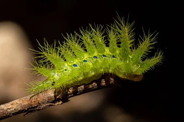 Brennnessel-Raupe — Stockfoto