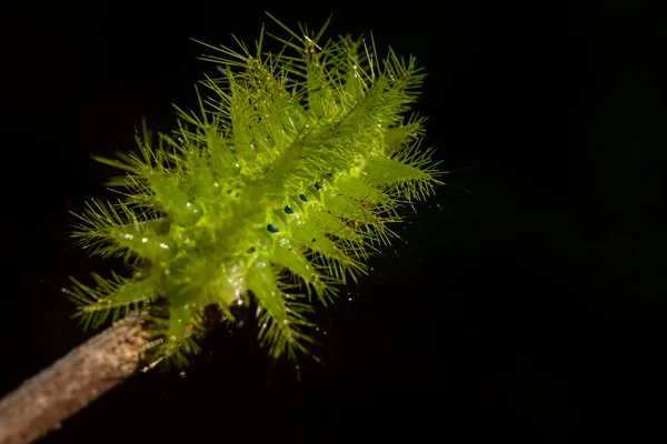 Brennnessel-Raupe — Stockfoto