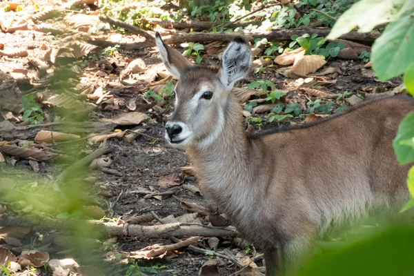 Wasserbock — Stockfoto