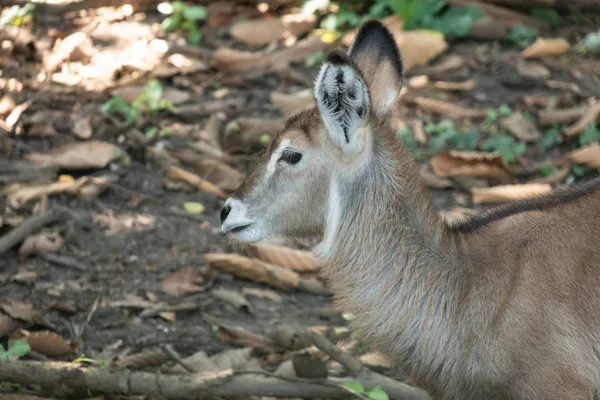 Waterbuck — Stock Photo, Image