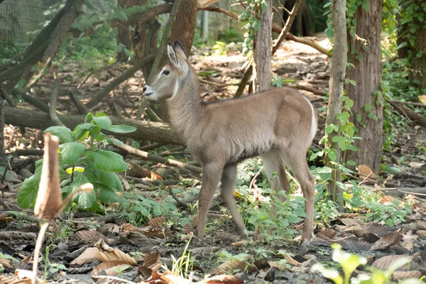 Wasserbock — Stockfoto