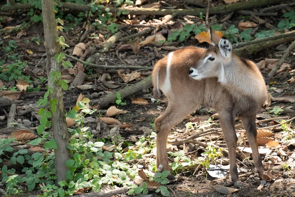 Waterbuck — Stock Photo, Image