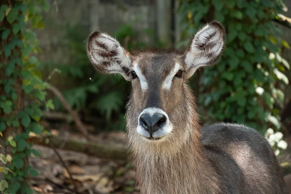 Waterbuck — стокове фото