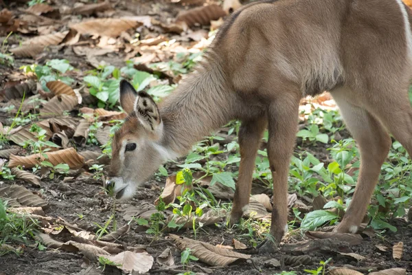 Waterbuck Inhabits Areas Close Water Savanna Grasslands Gallery Forests Riverine — Stock Photo, Image