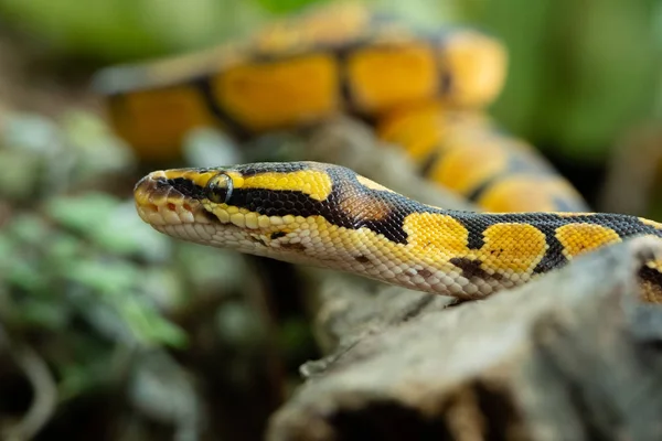 Bal python — Stockfoto