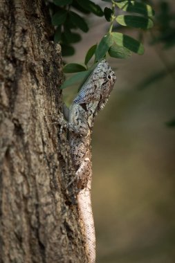 Mavi İbikli Kertenkele Çin, Güney Asya ve Güneydoğu Asya 'da bulunan bir kertenkeledir.