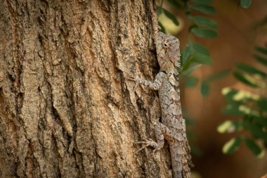 Mavi İbikli Kertenkele Çin, Güney Asya ve Güneydoğu Asya 'da bulunan bir kertenkeledir.