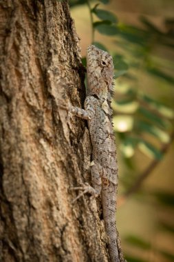 Mavi İbikli Kertenkele Çin, Güney Asya ve Güneydoğu Asya 'da bulunan bir kertenkeledir.