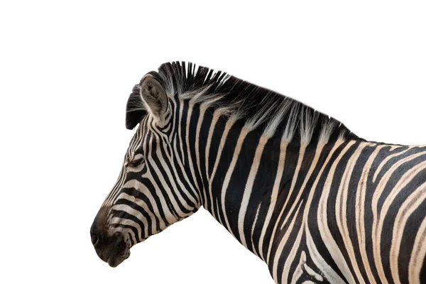 Zebra Strepen Misschien Dienen Roofdieren Bijtende Insecten Verblinden Verwarren Dieren — Stockfoto