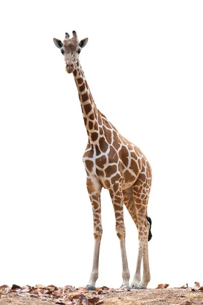 Habitat Uma Girafa Geralmente Encontrado Savanas Africanas Prados Florestas Abertas — Fotografia de Stock
