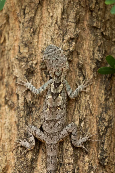 Blue Crested Lizard Агамидная Ящерица Обитающая Китае Южной Азии Юго — стоковое фото