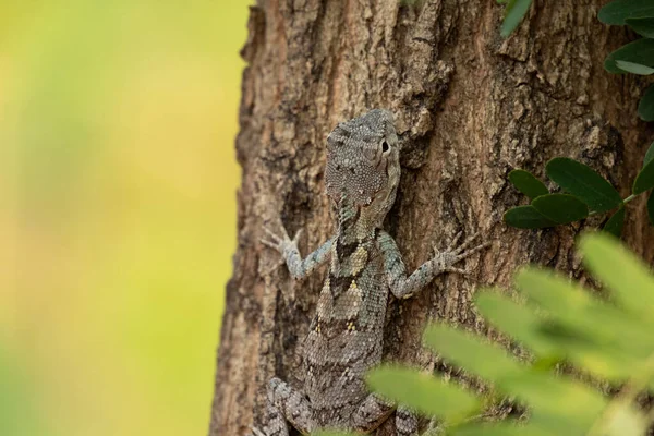 스티드 도마뱀 Blue Crested Lizard 남아시아 동남아시아에서 도마뱀이다 — 스톡 사진