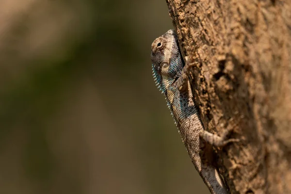 Blue Crested Lizard Агамидная Ящерица Обитающая Китае Южной Азии Юго — стоковое фото